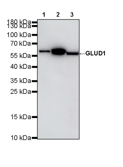 GLUD1 Mouse mAb