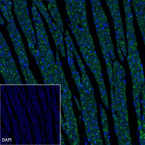 Connexin 43 / GJA1 Rabbit Polyclonal Antibody