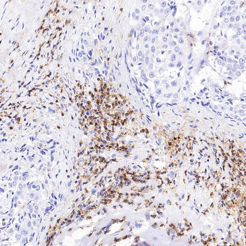 CD352/SLAM6 Recombinant Rabbit mAb (SDT-2472-77)