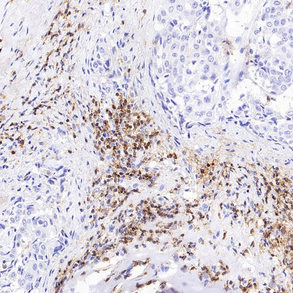 CD352/SLAM6 Recombinant Rabbit mAb (SDT-2472-77)