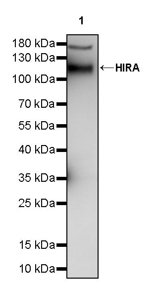 HIRA Recombinant Rabbit mAb (S-2928-13)