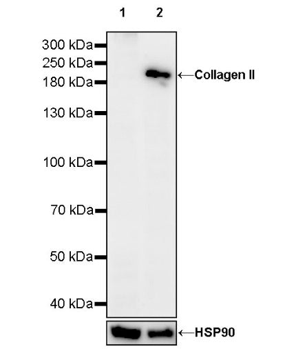 Collagen II Rabbit Polyclonal Antibody