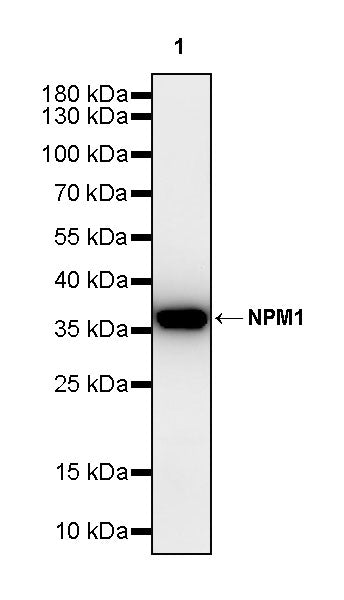 NPM1 Rabbit Polyclonal Antibody