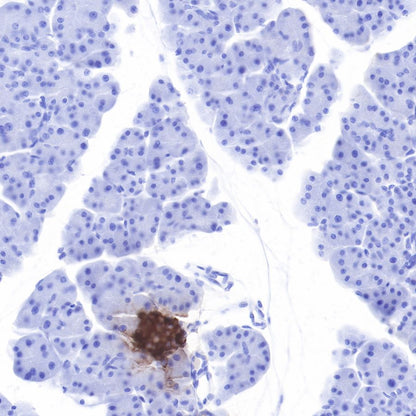 Insulin Recombinant Rabbit mAb (SDT-026-17)