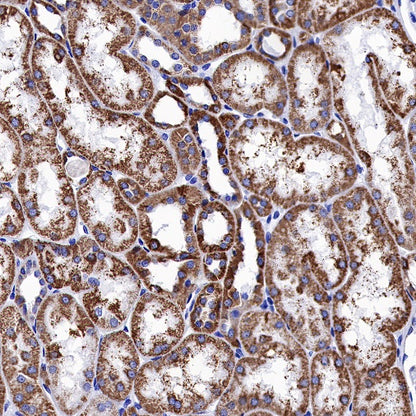 AIF Recombinant Rabbit mAb (S-948-54)
