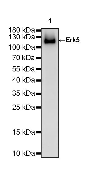 Erk5 Recombinant Rabbit mAb (S-3946-55)