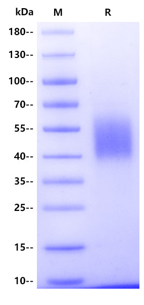 Mouse B7-H2/ICOSLG Protein, His Tag