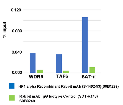 HP1α Recombinant Rabbit mAb (S-1462-53)