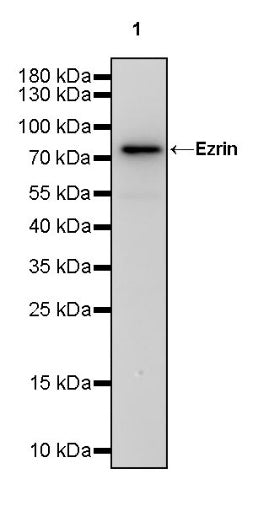 Ezrin Recombinant Rabbit mAb (S-1894-4)