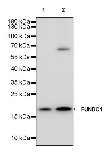 FUNDC1 Rabbit Polyclonal Antibody