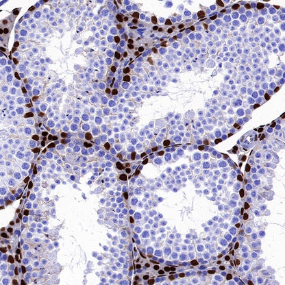 GATA4 Recombinant Rabbit mAb (S-1428-141)