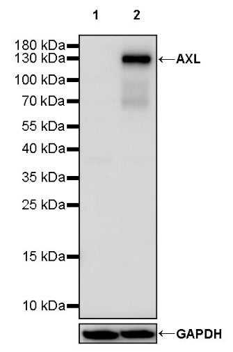 AXL Rabbit Polyclonal Antibody