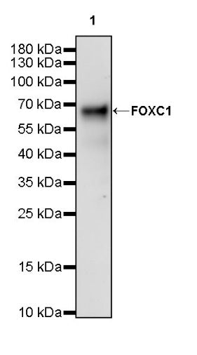 FOXC1 Recombinant Rabbit mAb (S-1607-142)