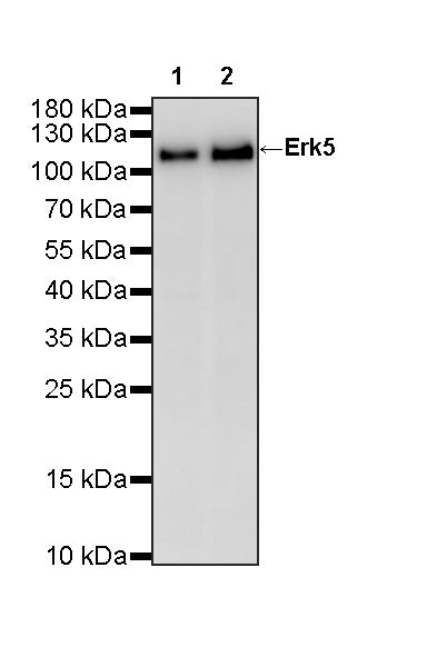 Erk5 Recombinant Rabbit mAb (S-3946-55)