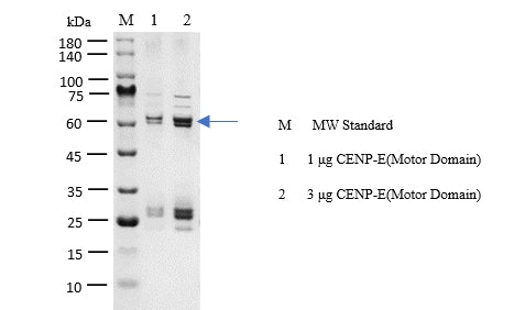 CENP-E(Motor Domain) Protein