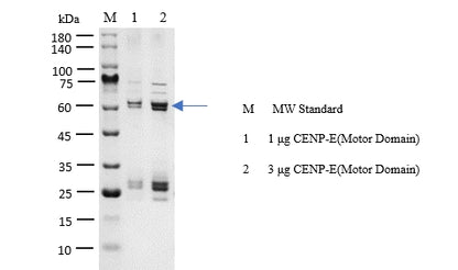 CENP-E(Motor Domain) Protein
