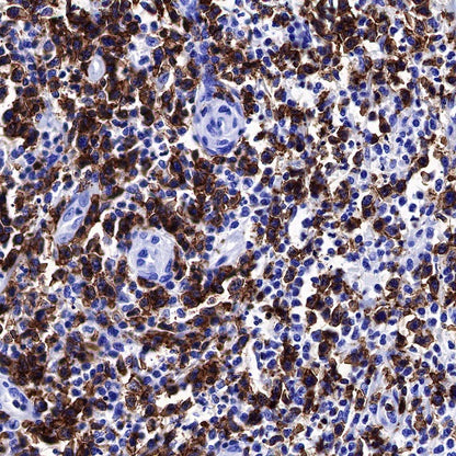 CD6 Mouse mAb (S-688-33)
