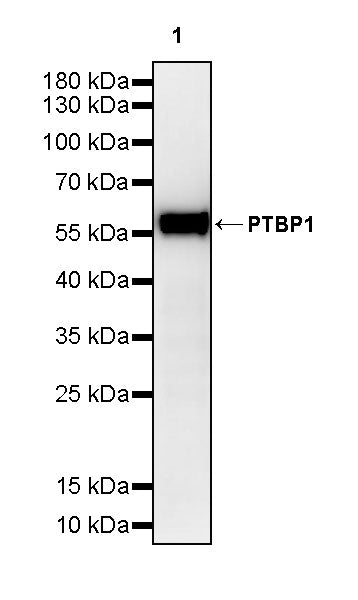 PTBP1 Rabbit Polyclonal Antibody