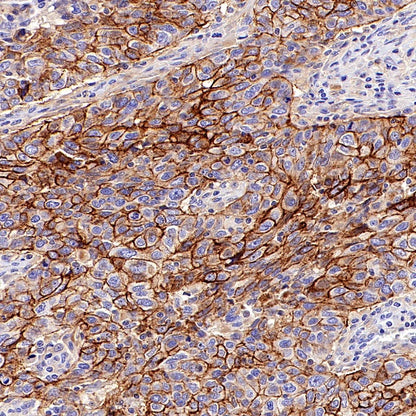 CD44v6 Mouse mAb (S-945-76)