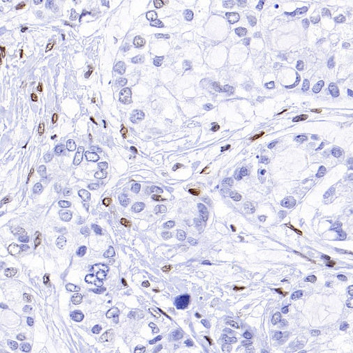 Runx2 Recombinant Rabbit mAb (S-1767-173)