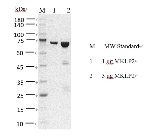 MKLP2 Protein
