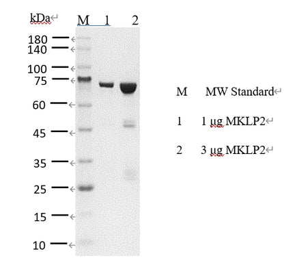 MKLP2 Protein