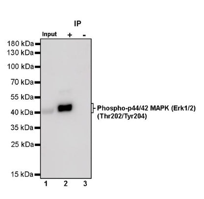 Phospho-p44/42 MAPK (Erk1/2) (Thr202/Tyr204) Recombinant Rabbit mAb (S-602-276)