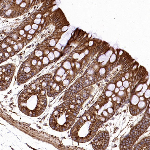 α/β-Tubulin Antibody Rabbit Polyclonal Antibody