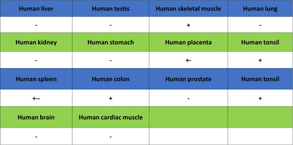 Thymidine Kinase 1 Recombinant Rabbit mAb (S-4127-43)