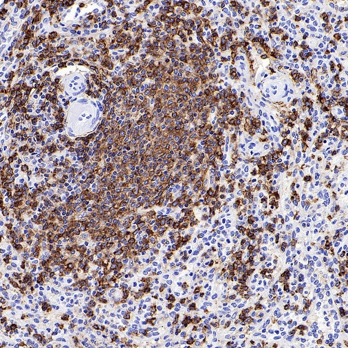 CD45RA Recombinant Mouse mAb (HI100)