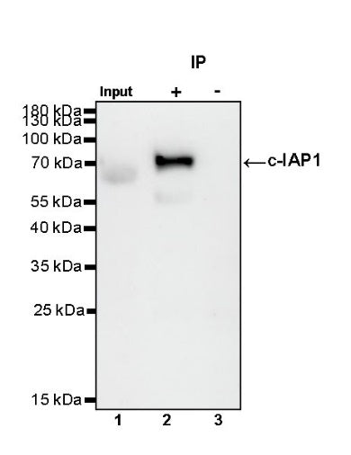 c-IAP1 Recombinant Rabbit mAb (S-1128-137)