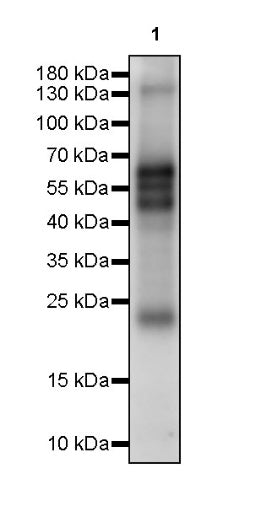 Methacryllysine Mouse mAb (S-3455)