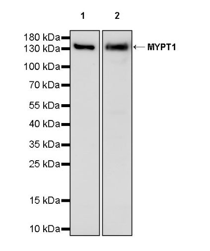 MYPT1 Recombinant Rabbit mAb (S-1298-106)