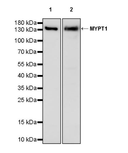 MYPT1 Recombinant Rabbit mAb (S-1298-106)