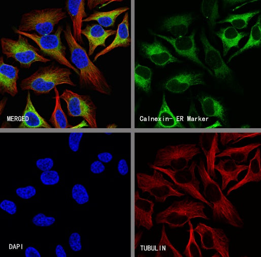 Calnexin Rabbit Polyclonal Antibody