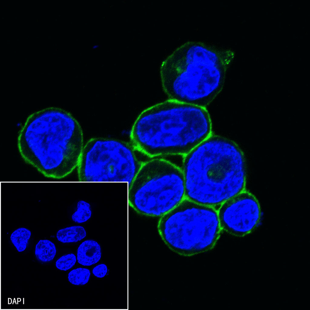 CD27 Mouse mAb (S-568-1)