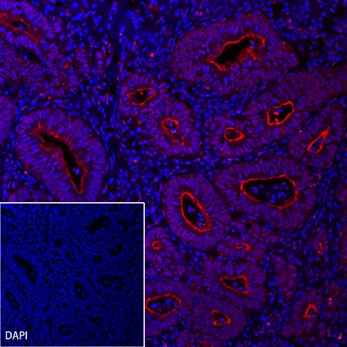 Villin Recombinant Rabbit mAb (Alexa Fluor® 555 Conjugate) (SDT-039-78)