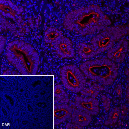 Villin Recombinant Rabbit mAb (Alexa Fluor® 555 Conjugate) (SDT-039-78)