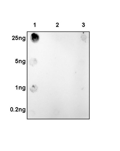 Tau (phospho S396) Recombinant Rabbit mAb (S-R276)