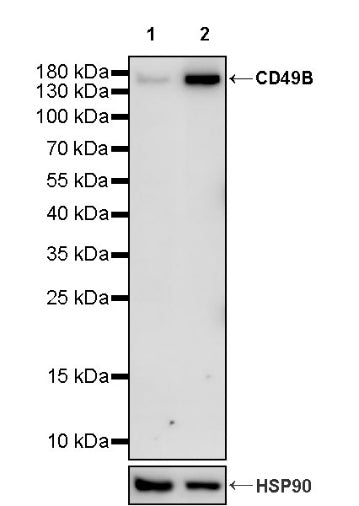 CD49B Recombinant Rat mAb (S-1969-12)