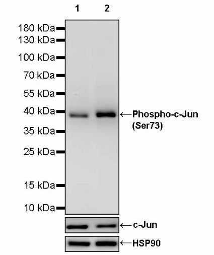 Phospho-c-Jun (Ser73) Recombinant Rabbit mAb (S-3105-71)