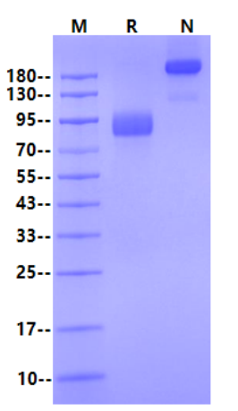 FGF R3 (IIIc) Fc Chimera Protein, Human