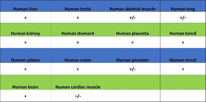 GBA Recombinant Rabbit mAb (S-3211-14)