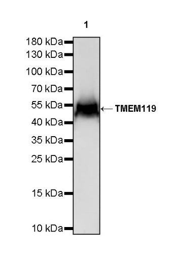 TMEM119 Recombinant Rabbit mAb (S-838-46)