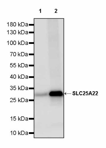 SLC25A22 Recombinant Rabbit mAb (S-2780-15)