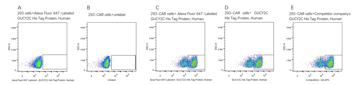Alexa Fluor 647-Labeled GUCY2C His Tag Protein, Human