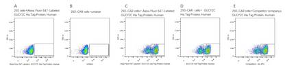 Alexa Fluor 647-Labeled GUCY2C His Tag Protein, Human