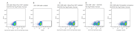 Alexa Fluor 647-Labeled GUCY2C His Tag Protein, Human