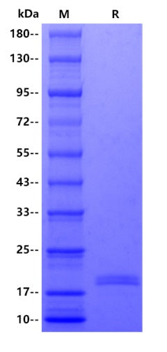 Human CD40 Ligand/TNFSF5 protein, His tag