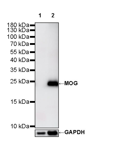 MOG Rabbit Polyclonal Antibody